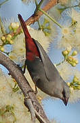 Lavender Waxbill