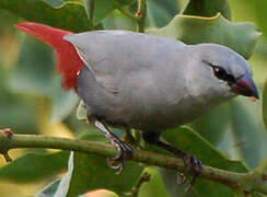 Lavender Waxbill