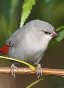 Lavender Waxbill