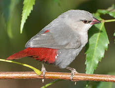 Lavender Waxbill