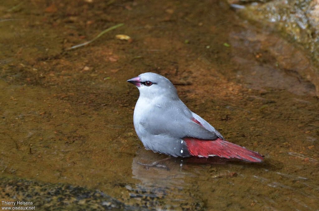 Lavender Waxbilladult, drinks