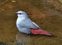 Lavender Waxbill