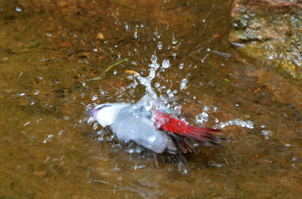 Lavender Waxbill