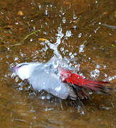 Lavender Waxbill