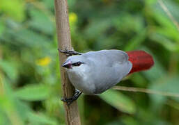 Lavender Waxbill