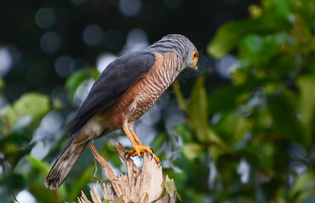 Red-chested Goshawkadult, identification