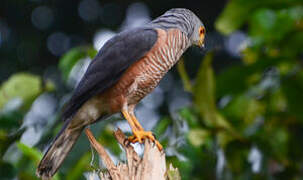 Red-chested Goshawk