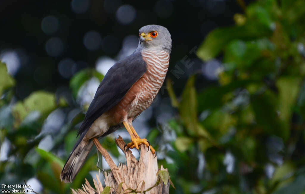 Red-chested Goshawkadult, identification