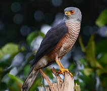 Red-chested Goshawk