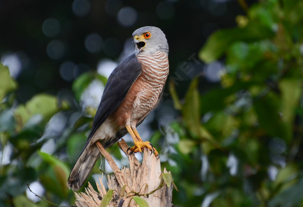 Red-chested Goshawkadult, identification