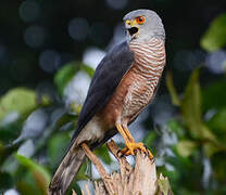 Red-chested Goshawk