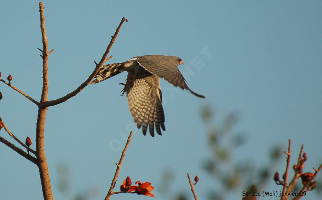 Gabar Goshawk female adult, Flight