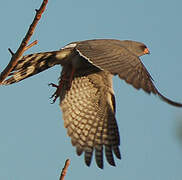 Gabar Goshawk