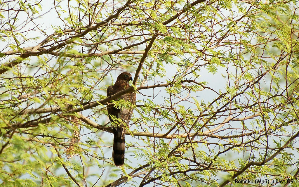 Autour gabarimmature, identification