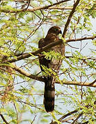 Gabar Goshawk