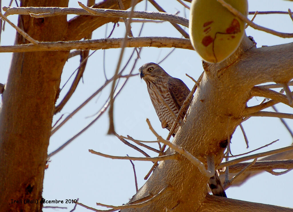 Gabar Goshawkimmature, identification