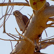 Gabar Goshawk