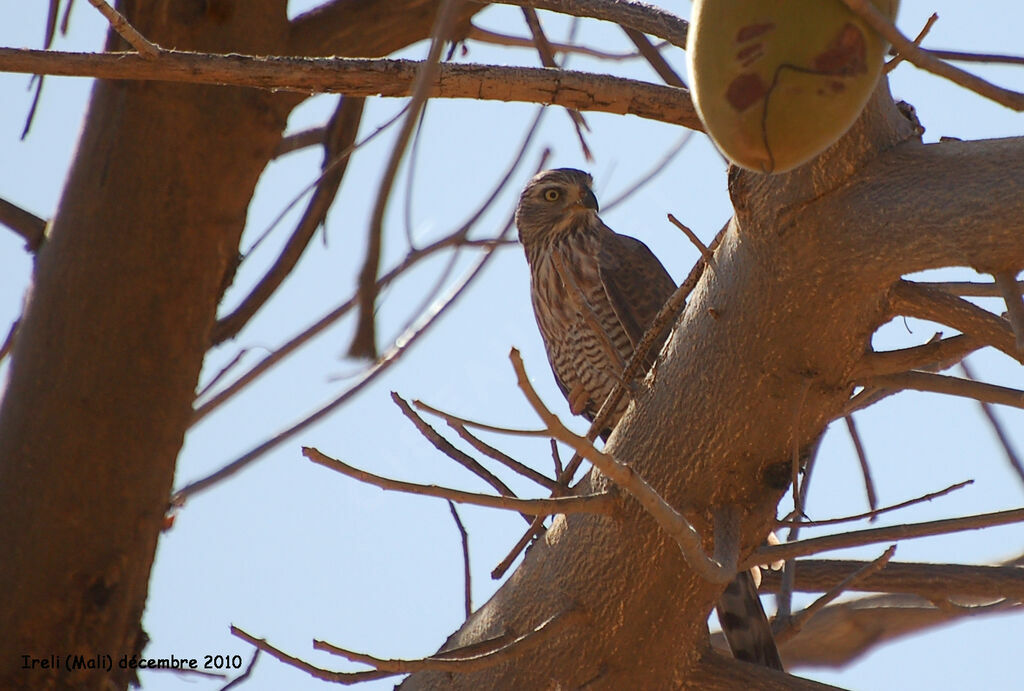 Autour gabarimmature, identification