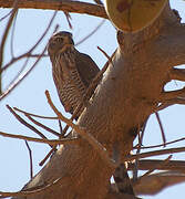 Gabar Goshawk