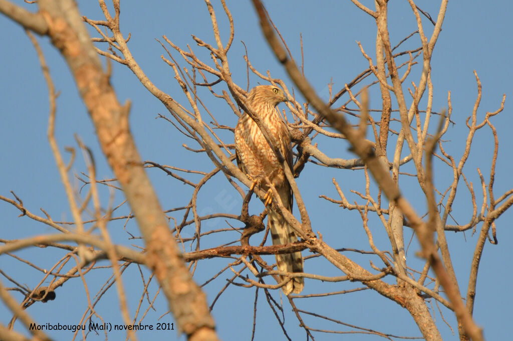 Autour gabarimmature