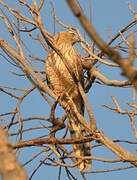 Gabar Goshawk