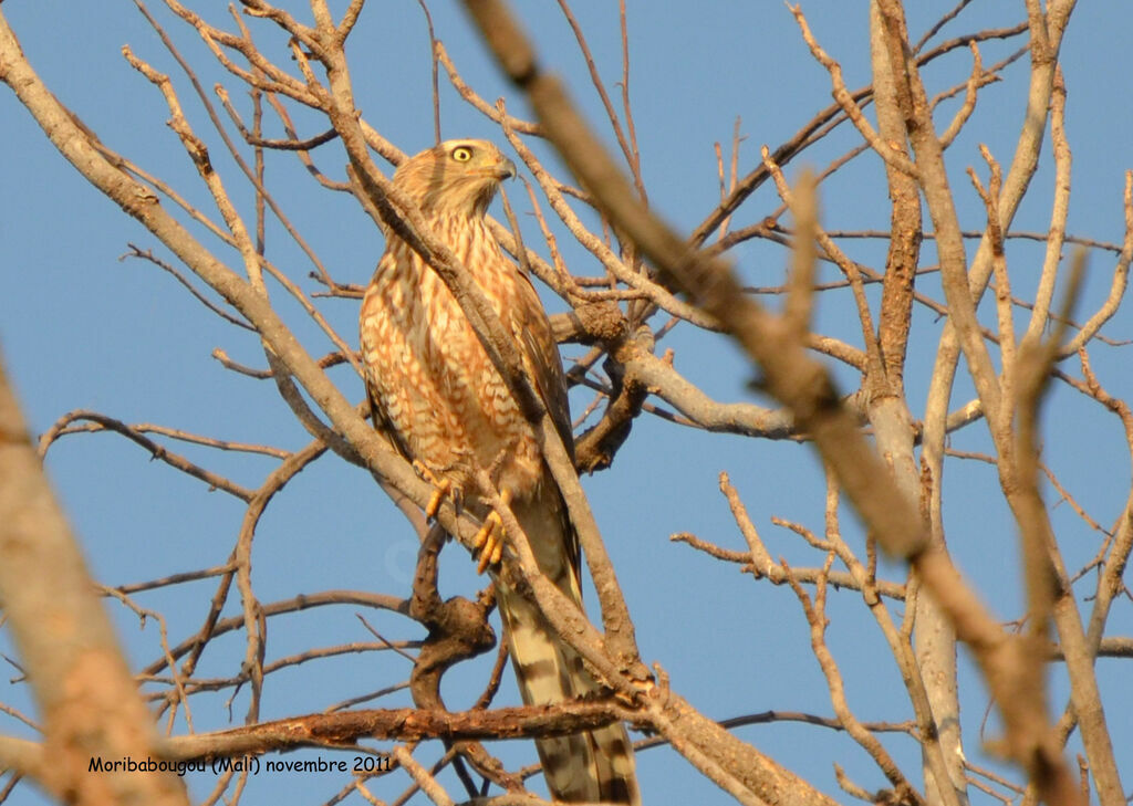 Autour gabarimmature