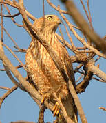 Gabar Goshawk