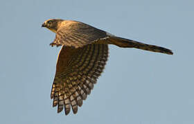 Gabar Goshawk