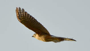 Gabar Goshawk