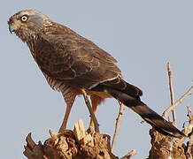 Gabar Goshawk