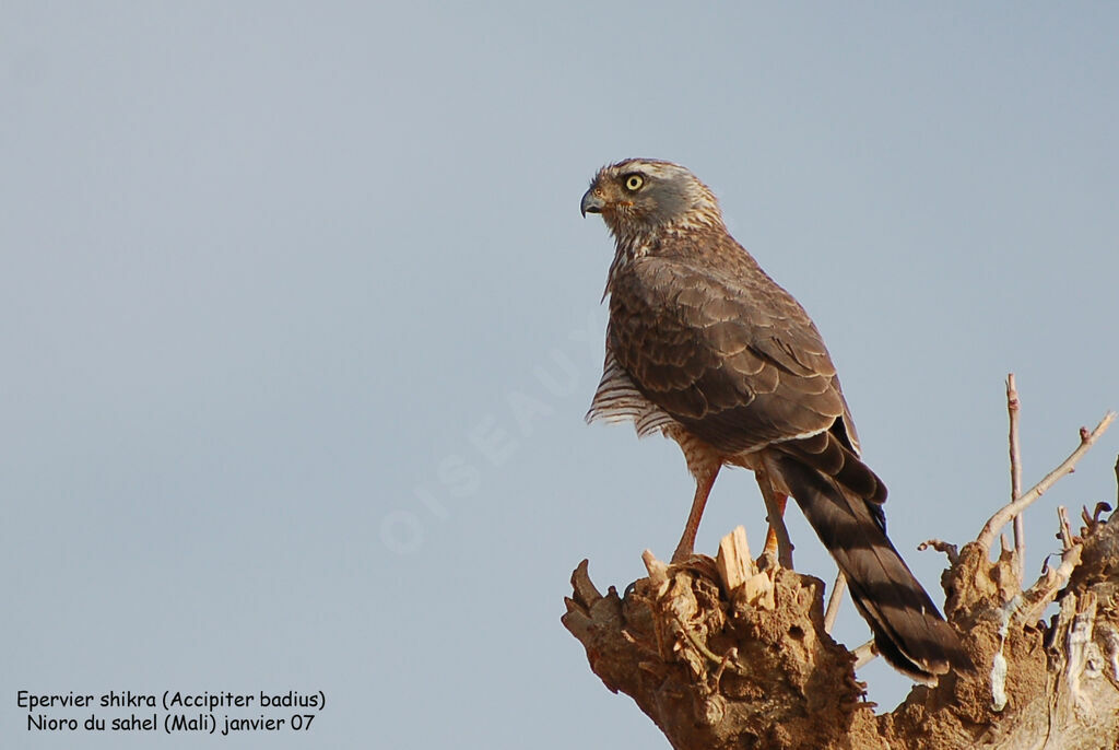 Gabar Goshawkimmature, identification