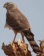 Gabar Goshawk