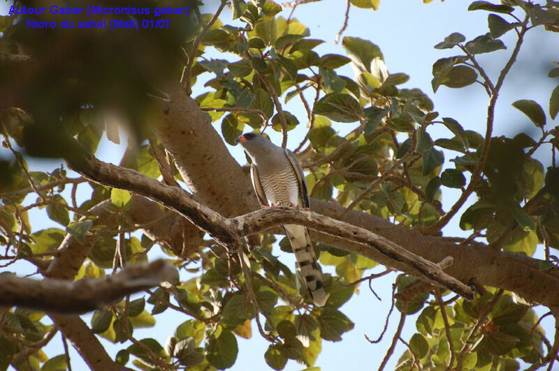 Gabar Goshawk female adult