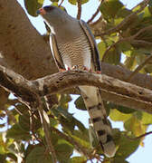 Gabar Goshawk