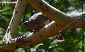 Gabar Goshawk