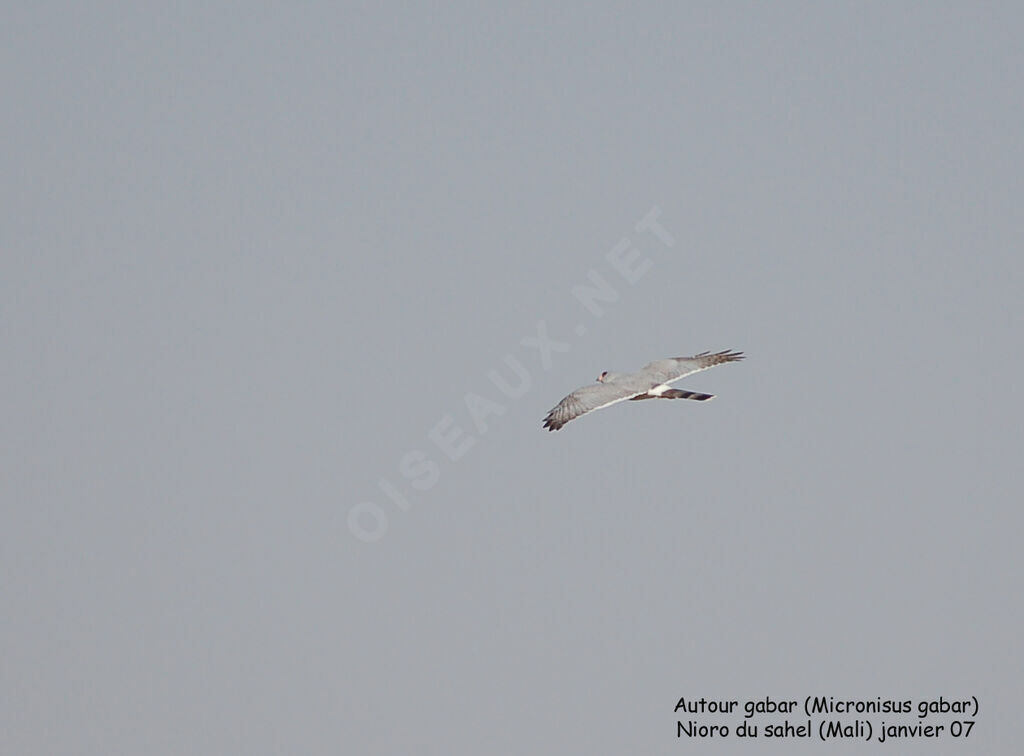 Gabar Goshawkadult
