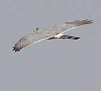 Gabar Goshawk