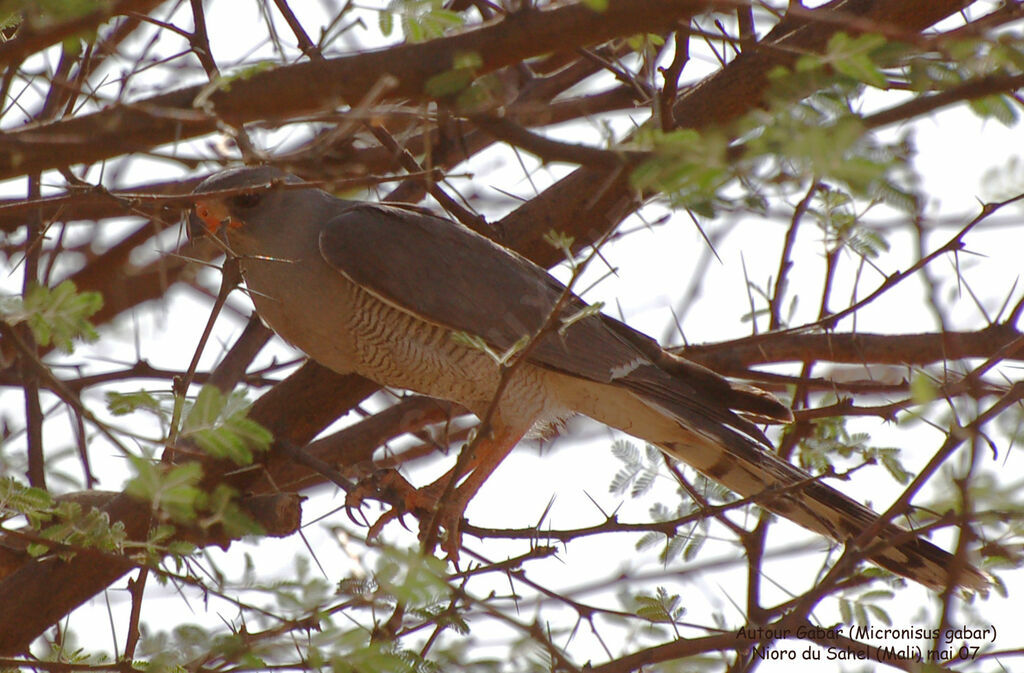 Autour gabaradulte