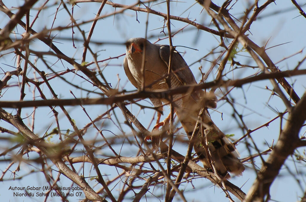 Gabar Goshawkadult