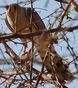 Gabar Goshawk