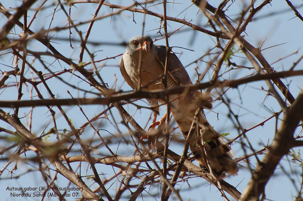 Gabar Goshawkadult