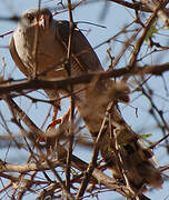 Gabar Goshawk