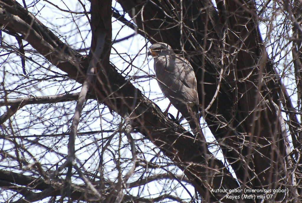 Gabar Goshawk