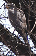 Gabar Goshawk