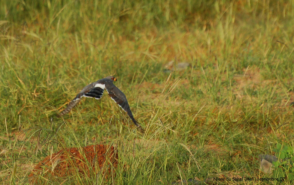 Gabar Goshawksubadult