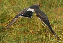 Gabar Goshawk