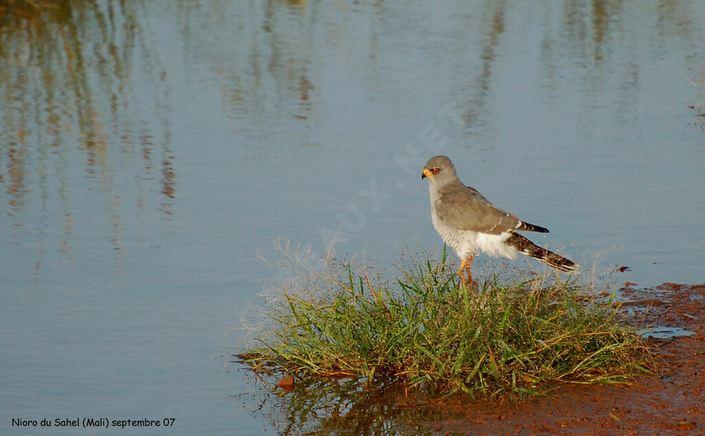 Gabar Goshawksubadult