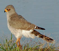 Gabar Goshawk