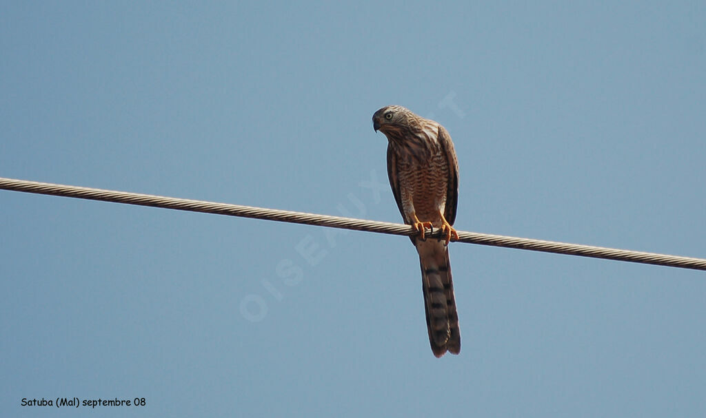 Gabar Goshawkimmature