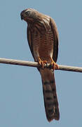 Gabar Goshawk